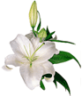 White lily